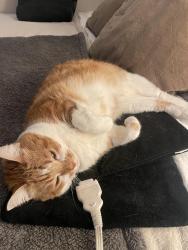 Reunited Female Cat last seen Chapman Ave and Dale Street, Stanton, CA 90680