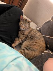 Lost Female Cat last seen Manor Rd and Rogge Ln, Austin, TX 78723