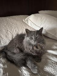 Lost Female Cat last seen Judge Rd, Lynn, MA 01904