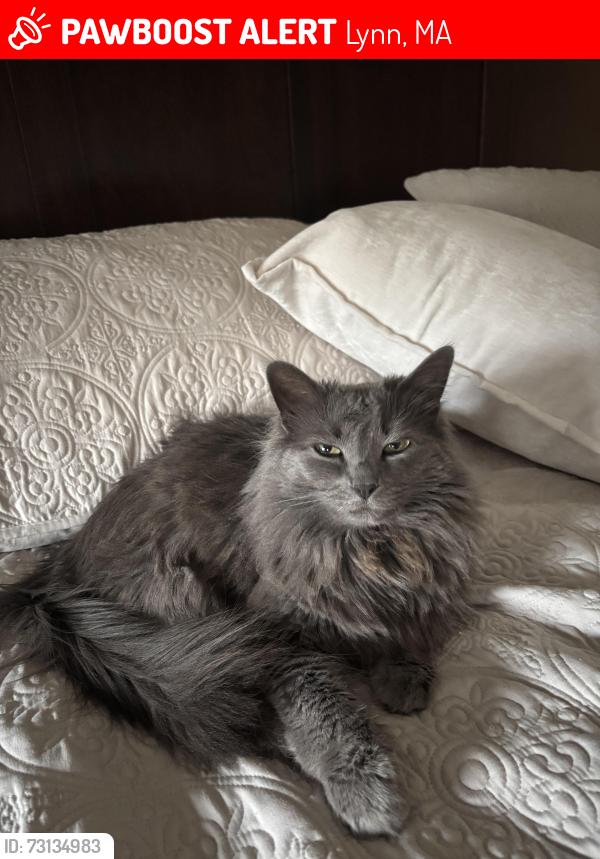 Lost Female Cat last seen Judge Rd, Lynn, MA 01904