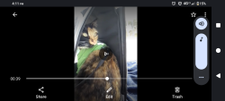 Lost Female Cat last seen North Coast village south gate entrance, Oceanside, CA 92054