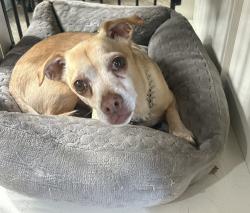 Reunited Male Dog last seen Prairie & 112th st, Inglewood, CA 90303