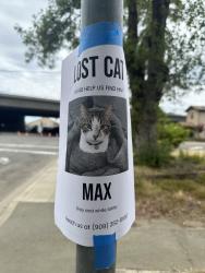 Lost Male Cat last seen T & 35th, Sacramento, CA 95811