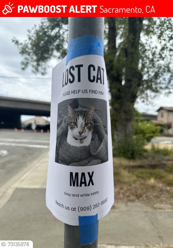 Lost Male Cat last seen T & 35th, Sacramento, CA 95811