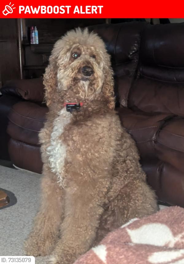 Lost Male Dog last seen Caddy rd /Hargis rd/ dady rd, Humphreys County, TN 37101