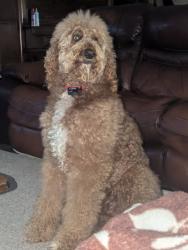 Lost Male Dog last seen Caddy rd /Hargis rd/ dady rd, Humphreys County, TN 37101