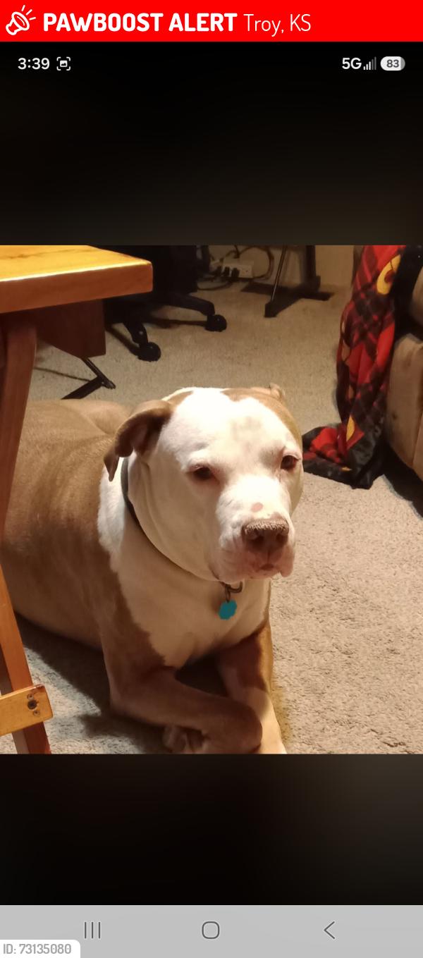 Lost Female Dog last seen Troy, ks, Troy, KS 66087