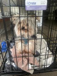Reunited Female Dog last seen Ridge Crest Rd and Gann Store, Chattanooga, TN 37343