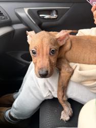 Found/Stray Male Dog last seen Florence and Western, Los Angeles, CA 90047
