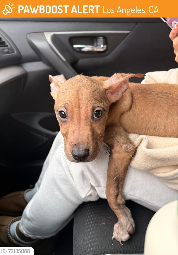 Found/Stray Male Dog last seen Florence and Western, Los Angeles, CA 90047
