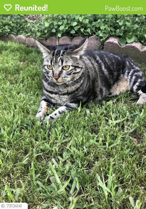 Reunited Female Cat last seen 3rd street and hill street Santa Monica, Santa Monica, CA 90405