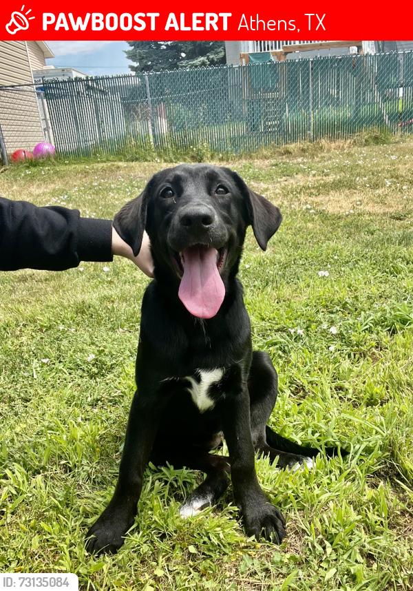 Lost Male Dog last seen Hopson Dr and 1/2 Mile Cir., Athens, TX 75752