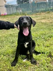 Lost Male Dog last seen Hopson Dr and 1/2 Mile Cir., Athens, TX 75752