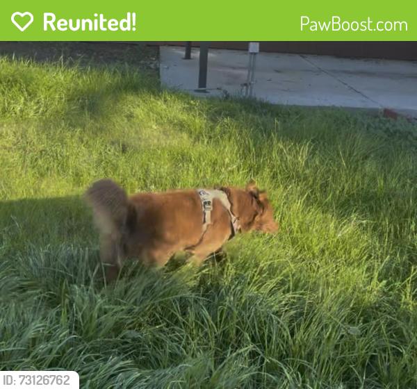 Reunited Male Dog last seen 247th and western Ave, Los Angeles, CA 90710