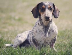 Reunited Male Dog last seen Main st orem ut 84057, Orem, UT 84057