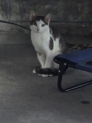 Found/Stray Unknown Cat last seen Backyard, Edinburg, NY 12134