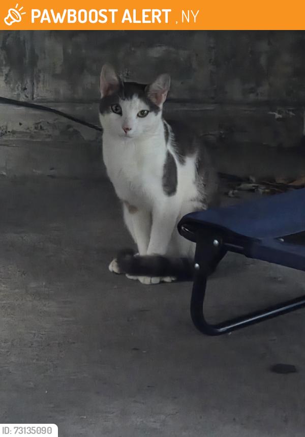 Found/Stray Unknown Cat last seen Backyard, Edinburg, NY 12134