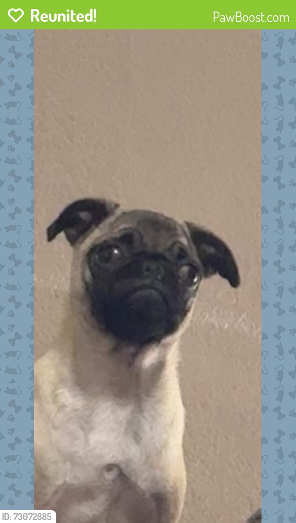 Reunited Female Dog last seen Beckleycrest &beckleymead, Dallas, TX 75232