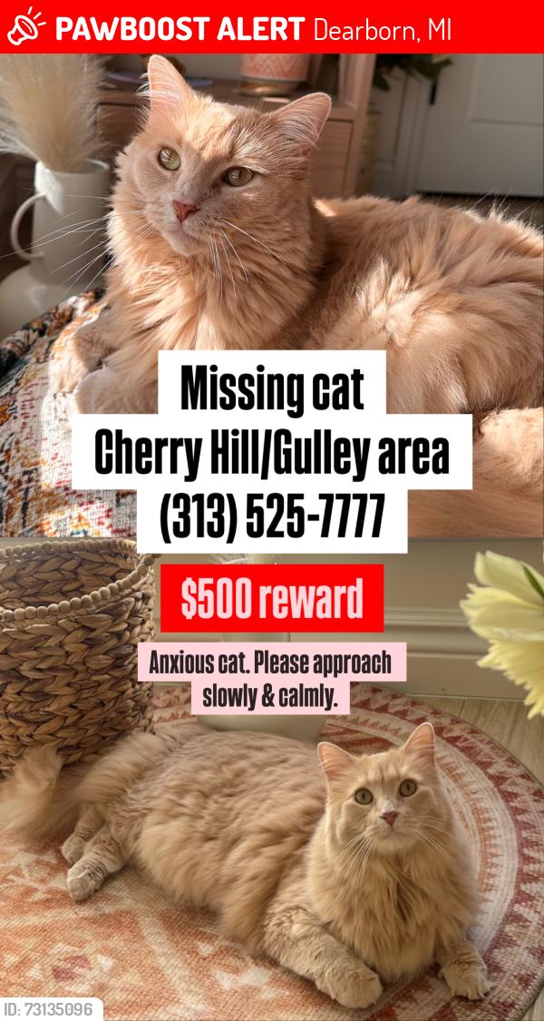 Lost Female Cat last seen Dearborn heights— Cherry hill and Gulley and Silvery Lane area., Dearborn, MI 48124
