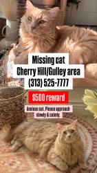 Lost Female Cat last seen Dearborn heights— Cherry hill and Gulley and Silvery Lane area., Dearborn, MI 48124