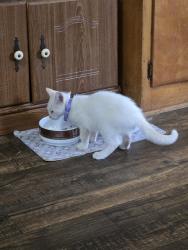 Found/Stray Male Cat last seen Bingham Rd Lawndale, Cleveland County, NC 28090
