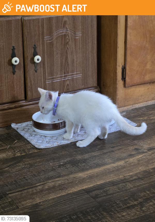Found/Stray Male Cat last seen Bingham Rd Lawndale, Cleveland County, NC 28090