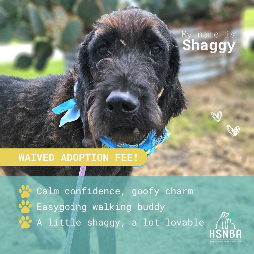 Shelter Stray Male Dog last seen Bexar County, 3353 Morningside Dr, New Braunfels, TX 78132, USA