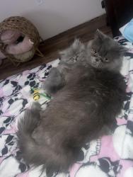 Lost Male Cat last seen Near Rabb Rd Santa Rosa TX 78593, Santa Rosa, TX 78593