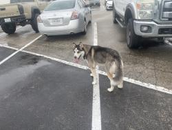 Found/Stray Unknown Dog last seen Hwy 6 & West Little York, Houston, TX 77084