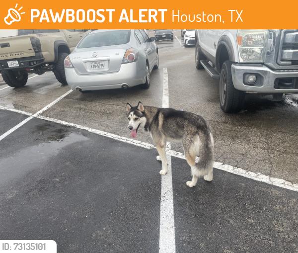 Found/Stray Unknown Dog last seen Hwy 6 & West Little York, Houston, TX 77084
