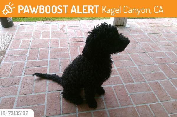 Found/Stray Female Dog last seen san fernando rd / bledsoe st, Kagel Canyon, CA 91342