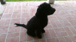 Found/Stray Female Dog last seen san fernando rd / bledsoe st, Kagel Canyon, CA 91342