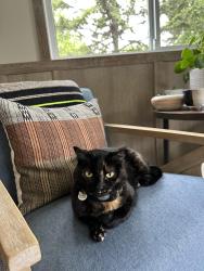 Lost Female Cat last seen Lancaster LN north and 106th Ave N in Maple Grove, Maple Grove, MN 55369