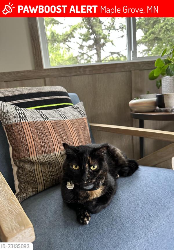 Lost Female Cat last seen Lancaster LN north and 106th Ave N in Maple Grove, Maple Grove, MN 55369