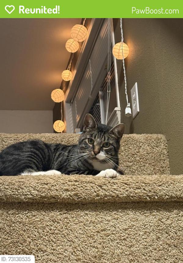 Reunited Male Cat last seen Woodinville-Duvall Rd and NE 172nd ST, Woodinville, WA 98077