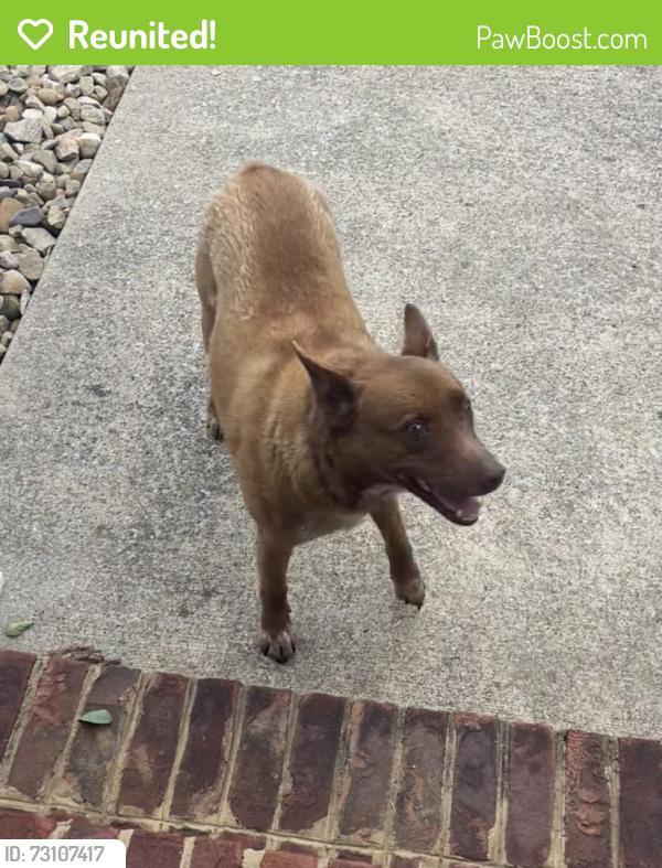 Reunited Female Dog last seen Jones Bridge Road, Greeneville, TN 37743