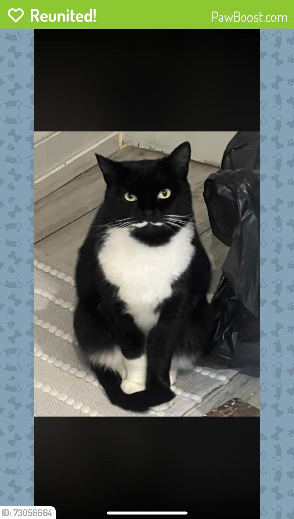 Reunited Female Cat last seen Glasgow road, Portsmouth, England PO4