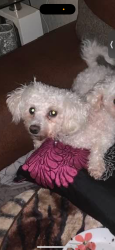 Reunited Female Dog last seen Monagh Road, Belfast, Northern Ireland 
