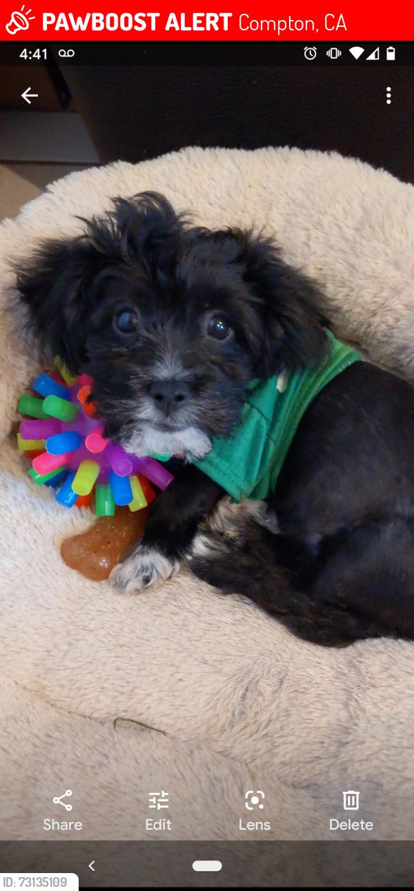 Lost Male Dog last seen Aranbe and Willowbrook, Compton, CA 90222
