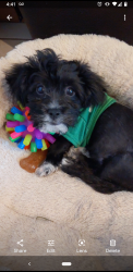 Lost Male Dog last seen Aranbe and Willowbrook, Compton, CA 90222