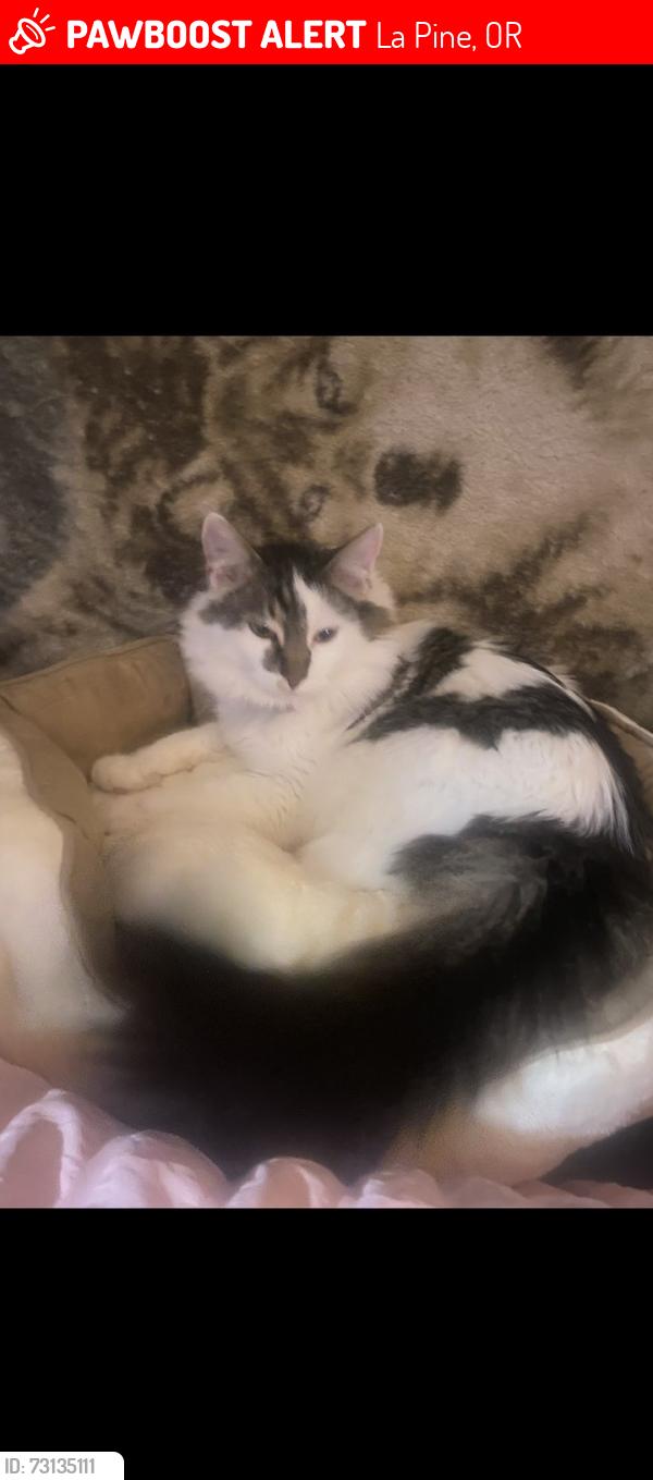 Lost Male Cat last seen Old Mill Rd., Woodstock Drive sunrise Boulevard Andrews Rd., Green Forest Road, La Pine, OR 97739