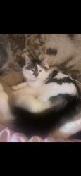 Lost Male Cat last seen Old Mill Rd., Woodstock Drive sunrise Boulevard Andrews Rd., Green Forest Road, La Pine, OR 97739