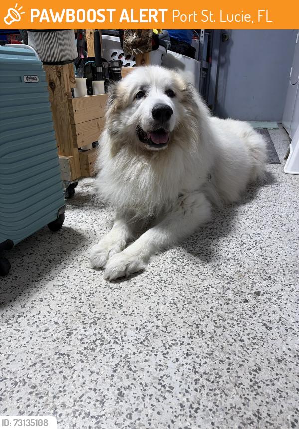 Found/Stray Unknown Dog last seen Grotto circle, Port St. Lucie, FL 34953