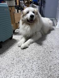Found/Stray Unknown Dog last seen Grotto circle, Port St. Lucie, FL 34953