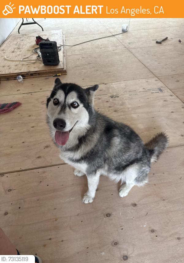 Found/Stray Female Dog last seen Near kingsbury street, Los Angeles, CA 91345