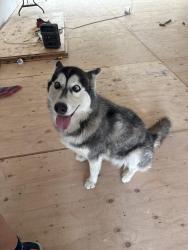 Found/Stray Female Dog last seen Near kingsbury street, Los Angeles, CA 91345