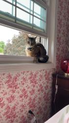 Reunited Male Cat last seen Mattabassett Dr, Meriden, CT 06450