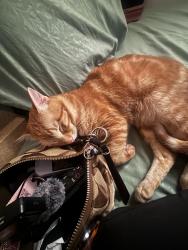 Lost Male Cat last seen Ingrid ave, San Diego, CA 92154