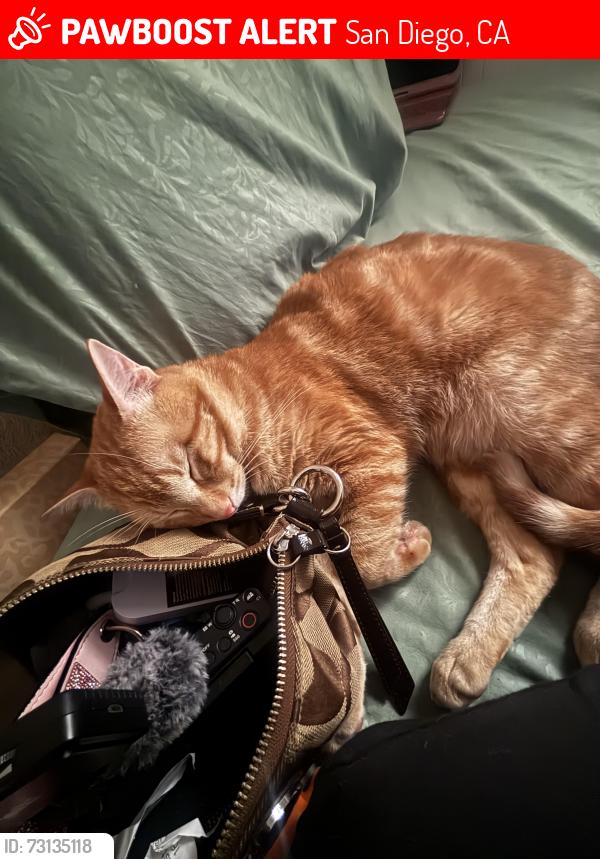Lost Male Cat last seen Ingrid ave, San Diego, CA 92154