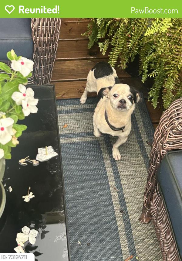 Reunited Male Dog last seen Olde Well South Area, Hickory, NC 28602